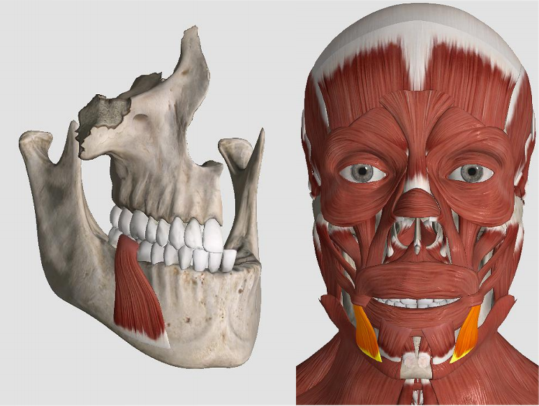 anatomia 3d músculos da face